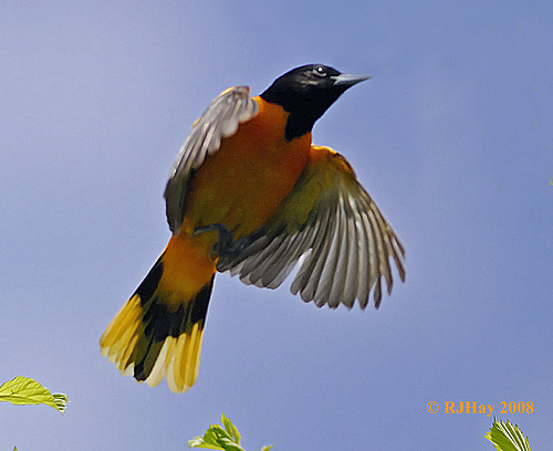 oriole