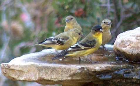 lesser_goldfinch_in_bird_bath_4