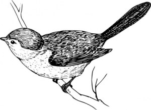 bushtit-clip-art