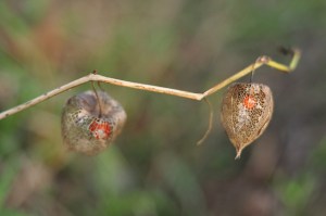 copyright Ann Voskamp