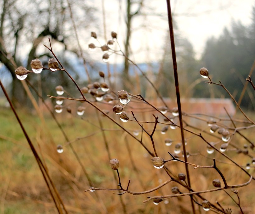 raindrops1315