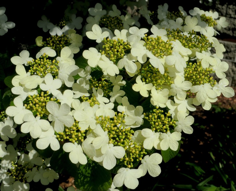 viburnum