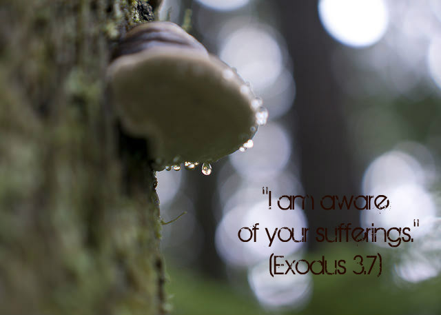 All rights reserved Nico Angleys