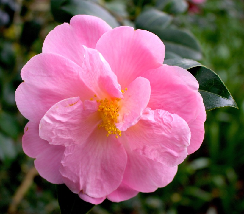camellia1