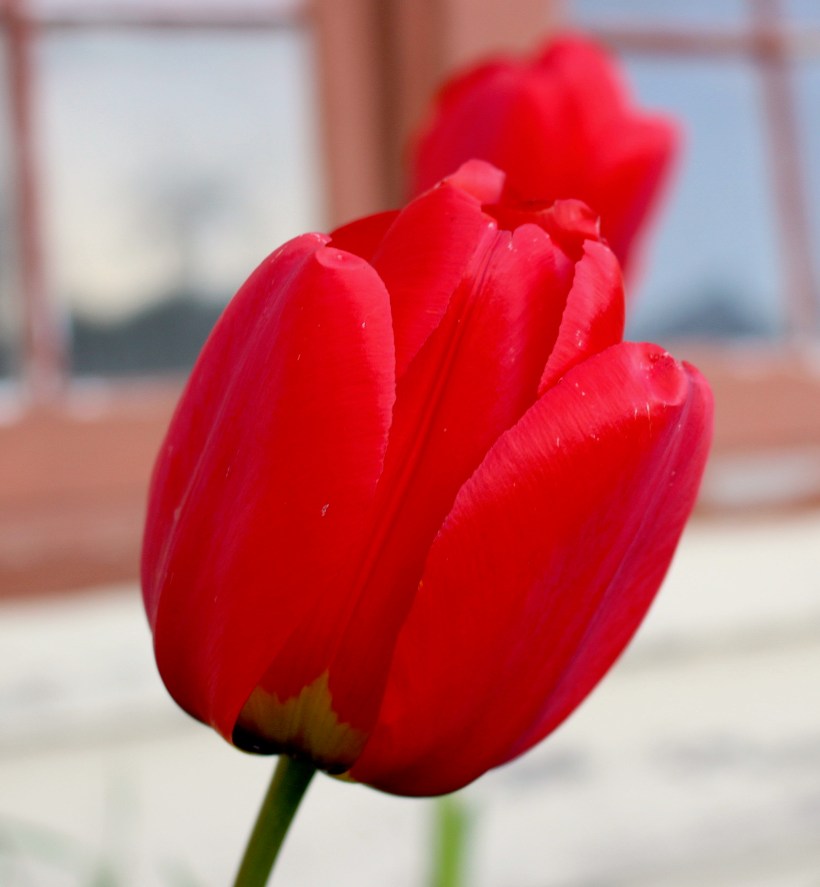 redtulips1