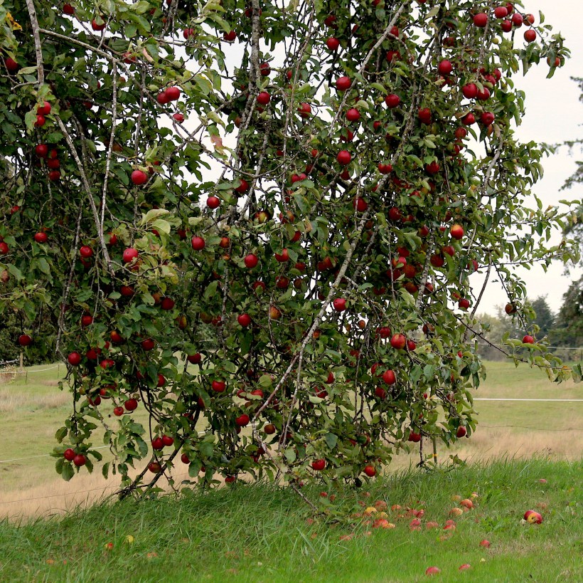 applefall